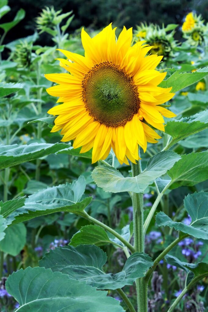 large golden yellow sunflower 