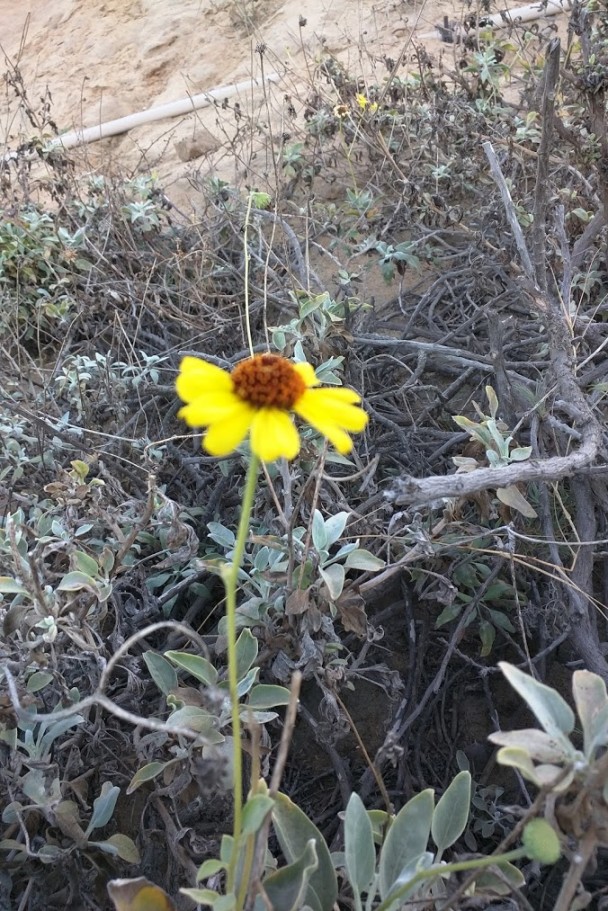 Yellow Flower